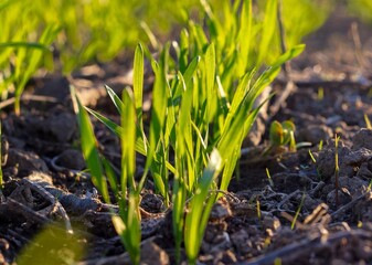 Winter sprouts close-up. Young stalks of rye