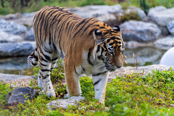 View of the Siberian tiger in the zoo