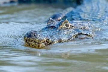 Swimming Caiman Close up