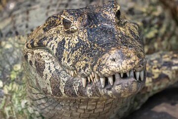 Closeup of a Caiman