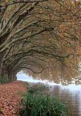 Autumn landscape, view of the alley and lake. Essen Germany, Hardenberger Ufer.