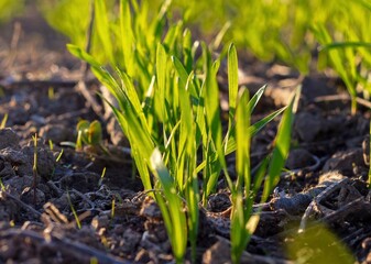 Winter sprouts germinate in the soil. Rye stalks