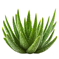 Fototapeta premium Bunch of aloe vera plants, The plants have thick, fleshy leaves with serrated edges, isolated on white background, PNG Cutout
