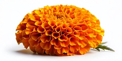Cempasuchil Orange Flower on White Background - A Vibrant Representation of Traditional Mexican Culture and Symbolism in Nature Photography