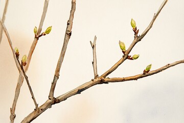 Fototapeta premium Minimalist Watercolor of Bare Branches with New Buds