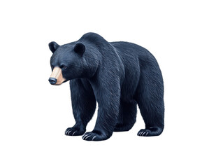 Black Bear Standing Illustration  on transparent background