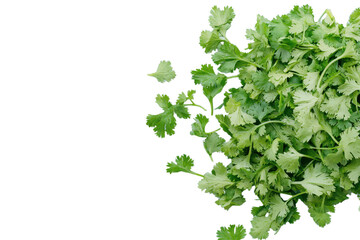 Fresh green coriander leaves isolated transparent background  on transparent background