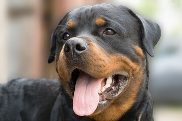 Fototapeta premium Portrait of a dog, Rottweiler breed, close-up