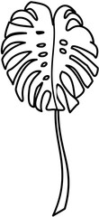 Monstera element Doodle element coloring page cartoon Illustration
