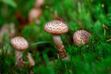 Armillaria mellea