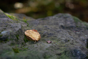 Fototapeta premium Leaf on the stone
