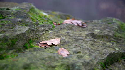 Leafs on the stone