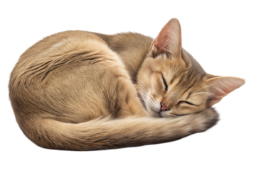 A peaceful, sleeping cat in a curled position on a transparent or white isolated background.