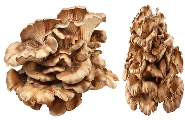 Fresh organic maitake mushrooms isolated transparent background  on transparent background