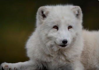 A close up of a Arctic Fox (Polar fox, Snow fox or White fox)
