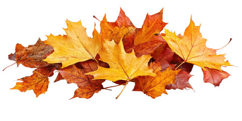 Autumn maple leaves pile isolated transparent background  on transparent background