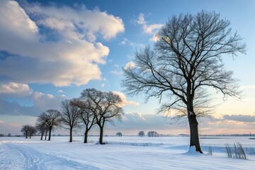 A serene winter landscape with bare trees standing tall in a vast open space, panoramic view, winter wonderland