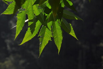 green leaf  