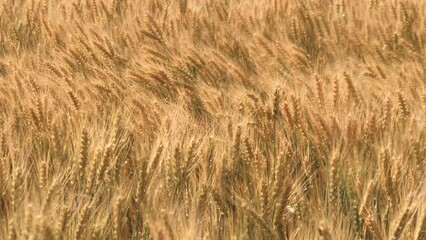 ears wheat field sky summer farm. griculture. farming. Ears golden wheat close-up. Rural scenery wheat field. Agricultural industry. field. environmentally friendly grain. eco friendly wheat farm.