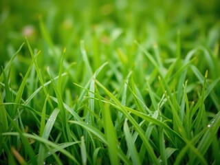 Obraz premium Close-up of blades of grass on a green lawn after a spring shower, outdoor, natural world