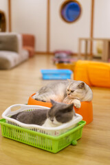 dual brown gray fluffy cats sitting resting relaxing to sleep on orange basket bed or box at home or cat cafe for cute pet and young animal on vertical in thailand