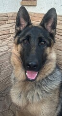 german shepherd puppy