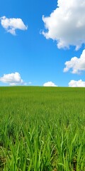 Obraz premium Green grass field under a clear blue sky with fluffy white clouds, greenery, sunny