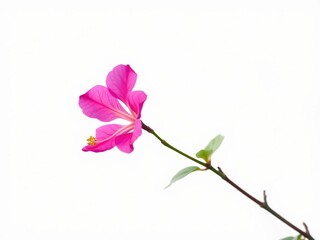 Obraz premium Vibrant pink bougainvillea flower contrasted against a crisp white background, colorful, tropical, summer