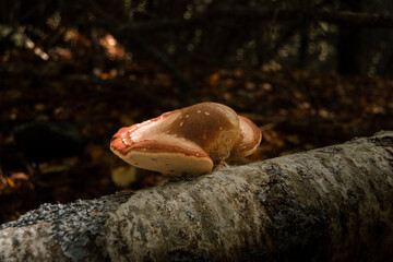 Mushrooms that appear in autumn