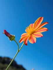Vibrant wild flower contrasted against a clear blue sky backdrop, contrast, tranquil