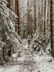 Straight snowy forest path giving Christmas feelings