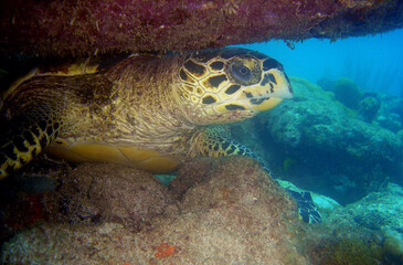 Obraz premium a sea turtle on a reef in the caribbean sea