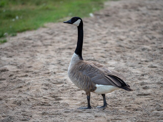 anada goose (Branta canadensis), or canadian goose, wild goose with black and white head and neck standing near the water in grass.