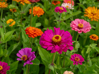 Multicolor blooming front garden. Outdoor summer gardening. Multi-colored flower bed in the park. Lots of beautiful summer flowers. Lush bright flowering in the garden.