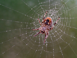 A garden spider hanging on a web.