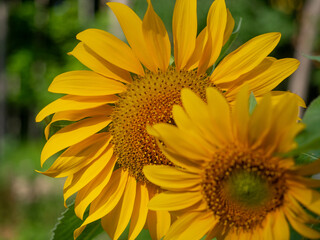 Yellow sunflowers blooming in field