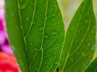 Multicolor blooming front garden. Outdoor summer gardening. Multi-colored flower bed in the park. Lots of beautiful summer flowers. Lush bright flowering in the garden.