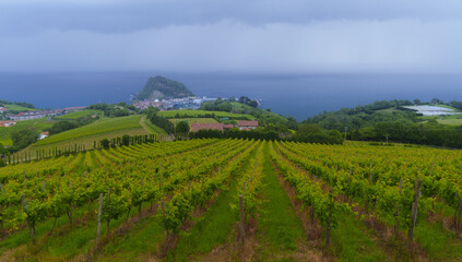 Wineries in Euskadi. Vineyards to produce Txakoli in Getaria, Euskadi.