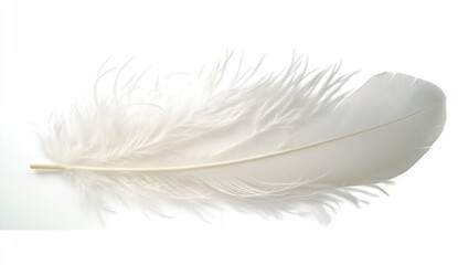 Obraz premium Elegant White Feather on Soft Background