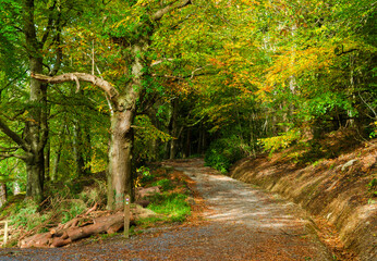 Winding pathway through a forest with Autumn colours starting to show