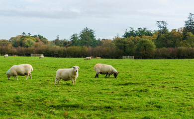Sheep grazing in a field with nearest on looking directly at the camera
