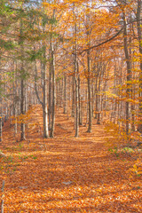 Fototapeta premium Poland, Europe, Central Europe, Malopolska, Beskidy Mountains, common beech forest after leafdrop, autumn