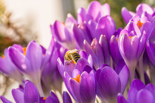 Violette Krokus Blumen im Fr&uuml;hling mit fliegenden Bienen die Honig sammeln, Deutschland
