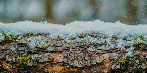 A log covered in snow and moss
