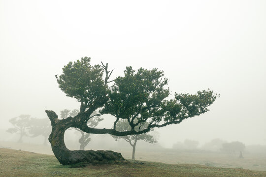 Alte knorrige B&auml;ume im Nebel &ndash; der Feenwald Fanal auf Madeira (Portugal) 