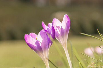 Violette Krokus Blumen im Frühling mit fliegenden Bienen die Honig sammeln, Deutschland