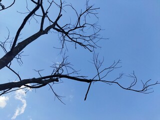 Obraz premium Dry tree with sky background