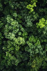 Naklejka premium A vibrant forest with lush foliage and a variety of tree species, indicative of a healthy ecosystem.