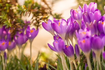 Violette Krokus Blumen im Frühling mit fliegenden Bienen die Honig sammeln, Deutschland