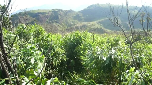 The trees and grass are swaying violently from the strong storm winds on a mountaintop